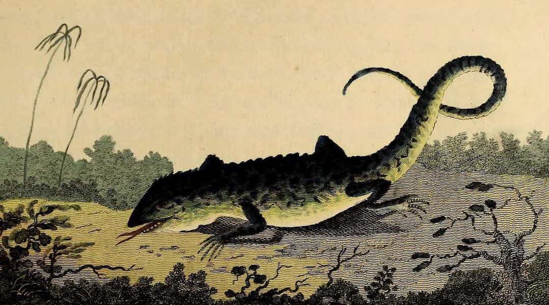 Narrative, of a Five Years Expedition Vol. 1 - The Leguana or Iguana Lizard of Guiana (1796)