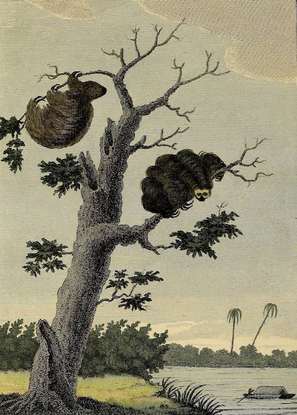 Narrative, of a Five Years Expedition Vol. 1 - The Ai, & the Unan; or the Sheep & Dog Sloth (1796)