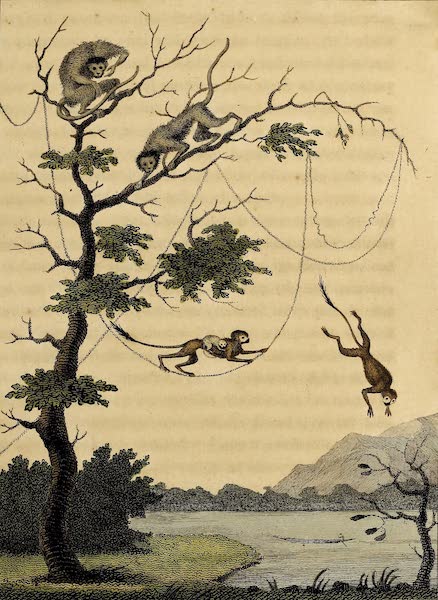 Narrative, of a Five Years Expedition Vol. 1 - The Mecoo & Kishee Kishee Monkeys (1796)