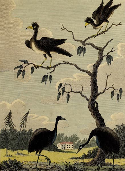 Narrative, of a Five Years Expedition Vol. 1 - The Agamy & Powese or Peacock Pheasant (1796)