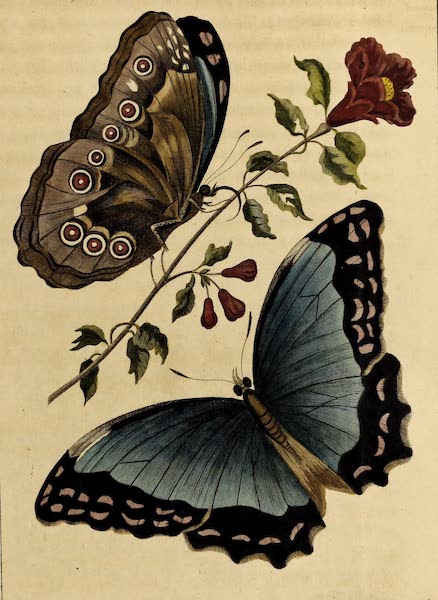 Narrative, of a Five Years Expedition Vol. 1 - Azure blue Butterfly of South America (1796)