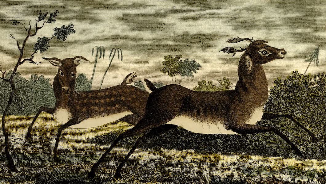 The Bajew, or Stag of Guiana