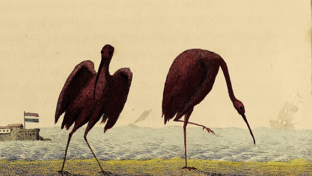 Narrative, of a Five Years Expedition Vol. 1 - The Red Curlew of Surinam (1796)