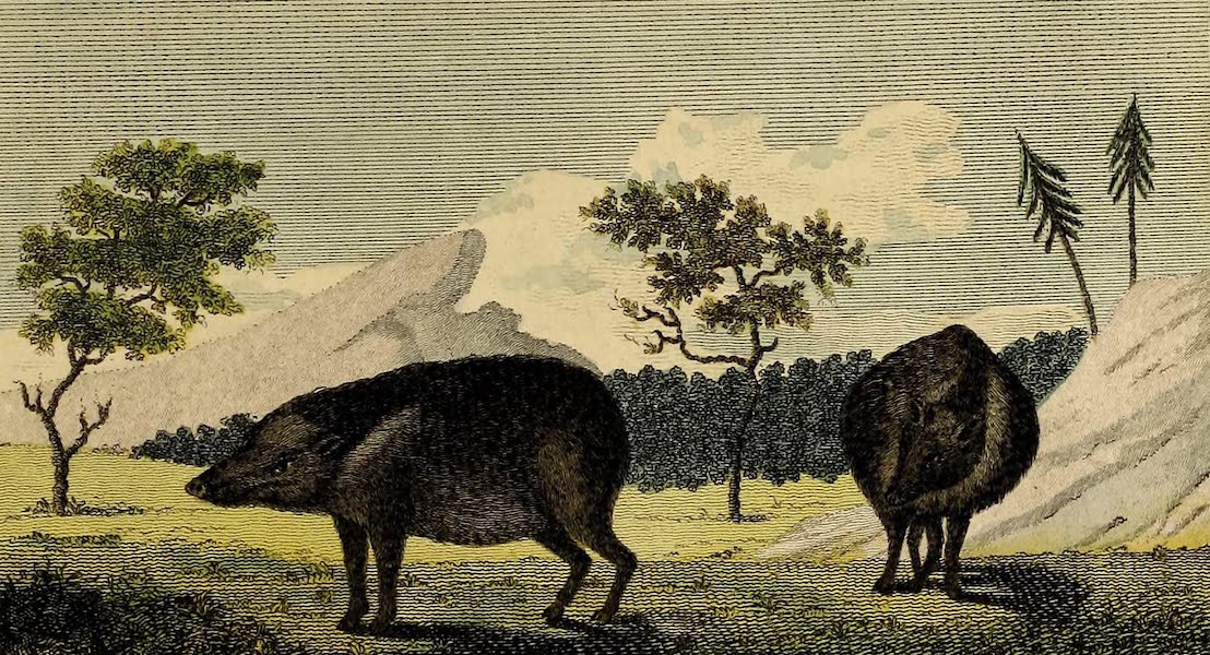 Narrative, of a Five Years Expedition Vol. 1 - The Pecary, or Mexican Hog (1796)