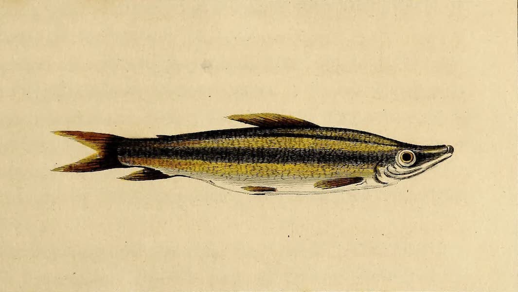 Narrative, of a Five Years Expedition Vol. 2 - The Fresh-water Fish called Dago-Fissee (1796)