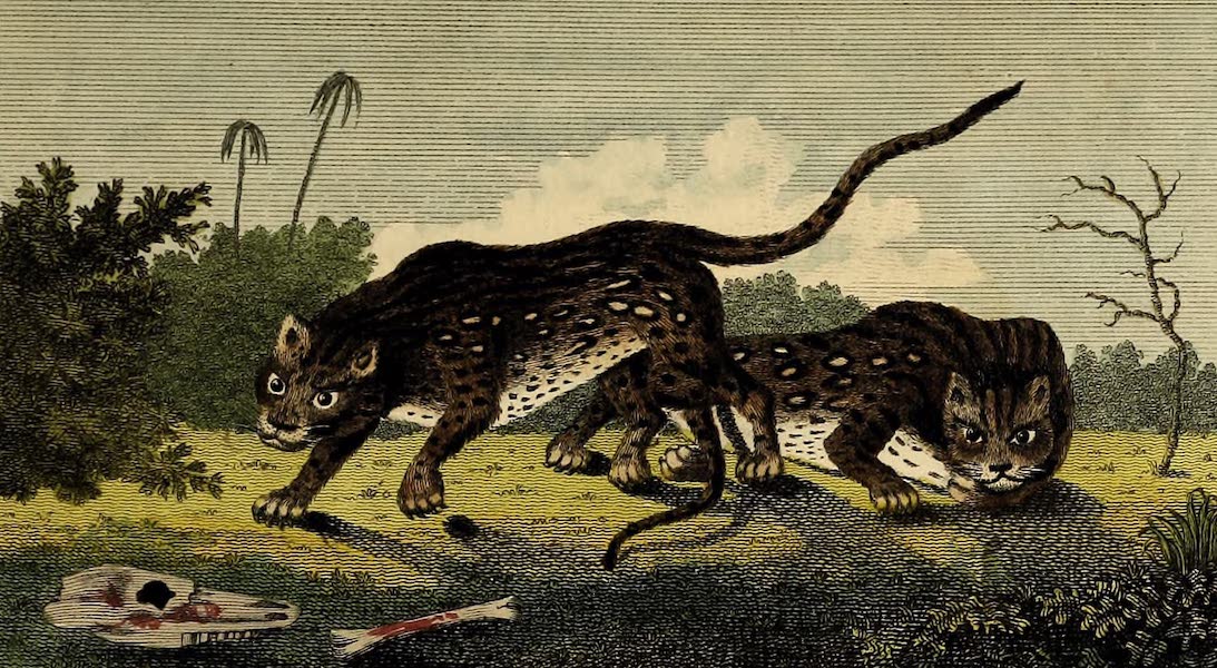 Narrative, of a Five Years Expedition Vol. 2 - The Jagnar, or Tiger of Terra Firma (1796)