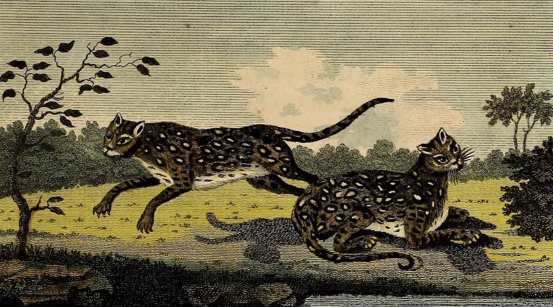 Narrative, of a Five Years Expedition Vol. 2 - The Tiger Cat of Surinam (1796)