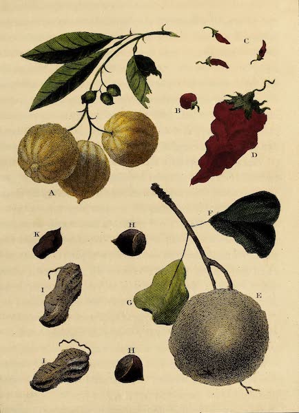 Narrative, of a Five Years Expedition Vol. 2 - Limes, Capsicum, Mammy Apple &c (1796)