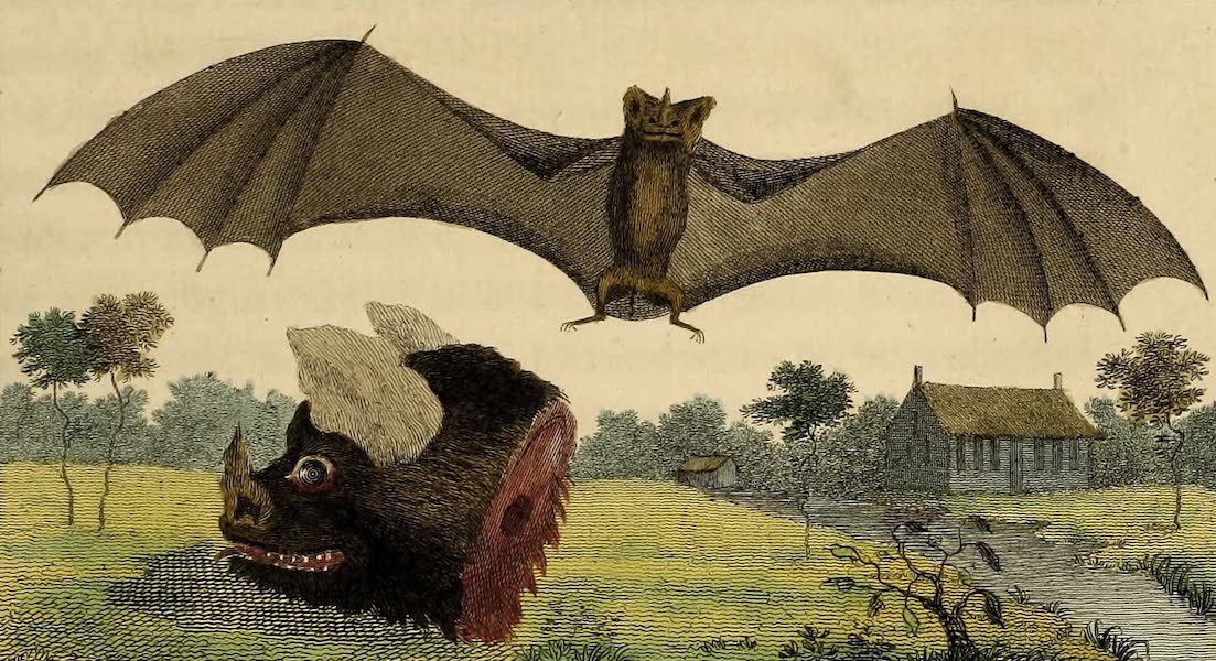 Narrative, of a Five Years Expedition Vol. 2 - The Vampire or Spectre of Guiana (1796)