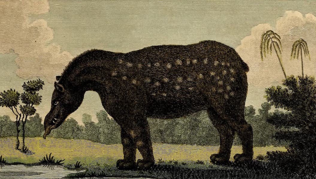 Narrative, of a Five Years Expedition Vol. 2 - The Tapir, or Hippopotamus of South America (1796)