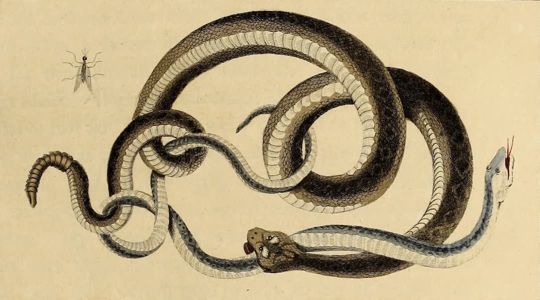 Narrative, of a Five Years Expedition Vol. 2 - The Rattle Snake & Dypsas of Guiana (1796)