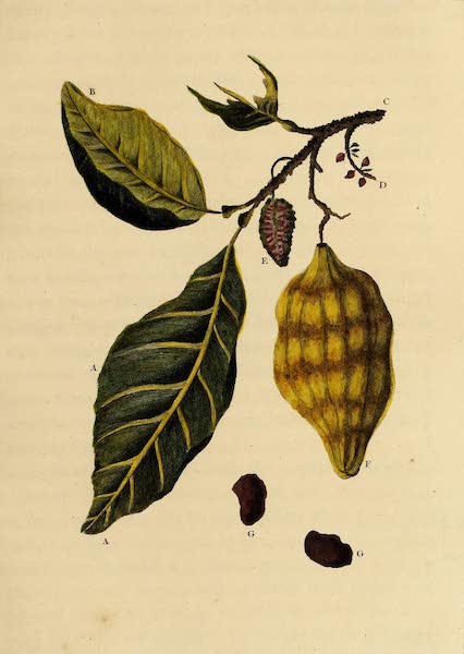 Narrative, of a Five Years Expedition Vol. 2 - Sprig of the Cocao, or Chocolate Tree (1796)