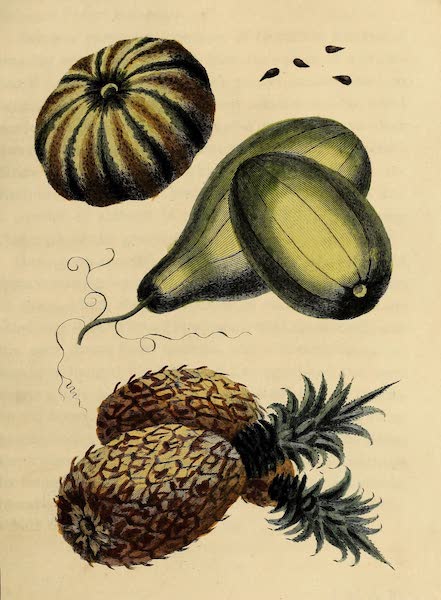 Narrative, of a Five Years Expedition Vol. 2 - The Musk Melon, Water Melon & Pine Apple (1796)