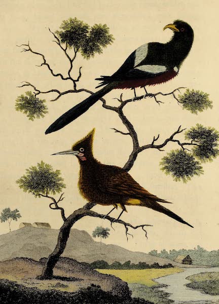 Narrative, of a Five Years Expedition Vol. 2 - The Yellow Woodpecker & Wood-louse fowl (1796)