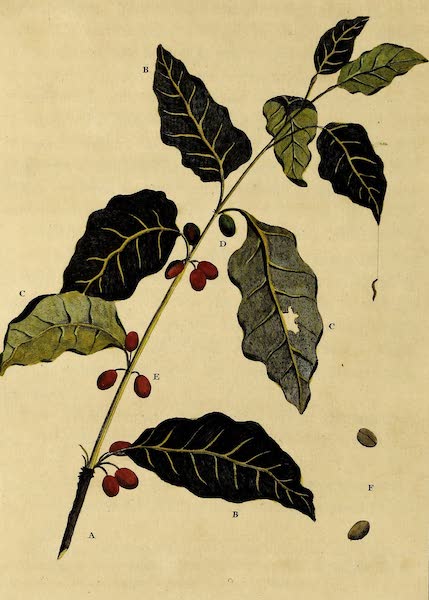 Sprig of the Coffee Tree
