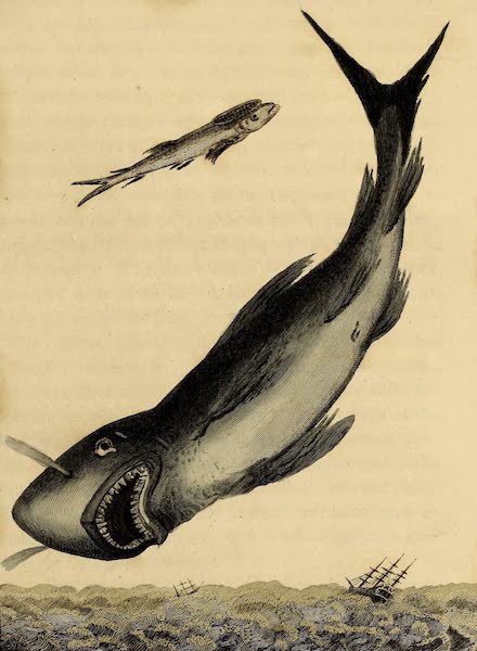 Narrative, of a Five Years Expedition Vol. 2 - The Shark & Remora (1796)