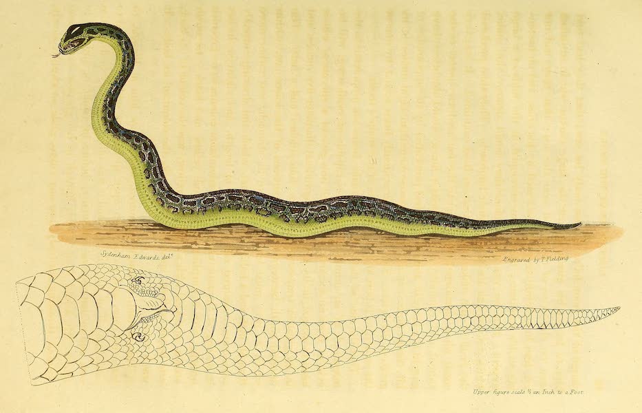 Narrative of a Journey in the Interior of China - The Great Snake of Java (1818)
