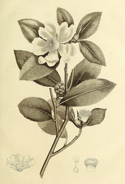 Narrative of a Journey in the Interior of China - [Untitled Flower] (1818)