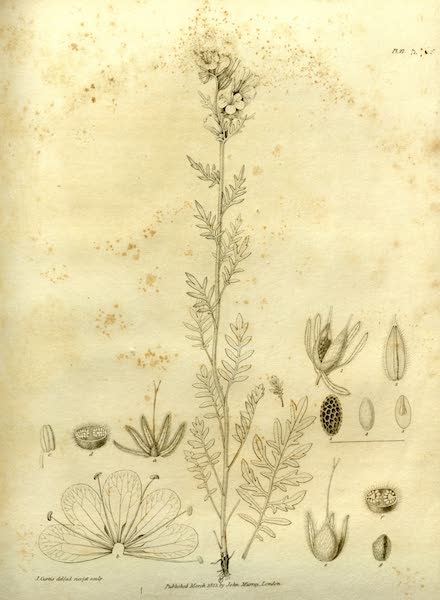 Narrative of a Journey to the Shores of the Polar Sea - Natural History Drawings of Plants I (1823)