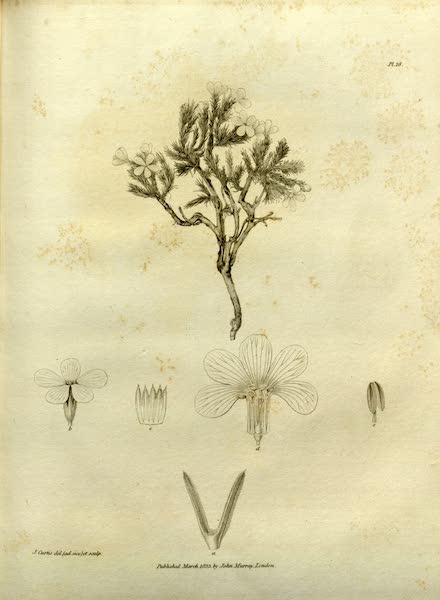 Natural History Drawings of Plants II