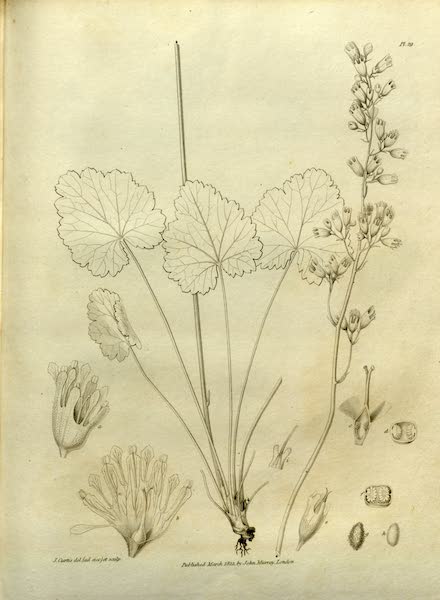 Natural History Drawings of Plants III