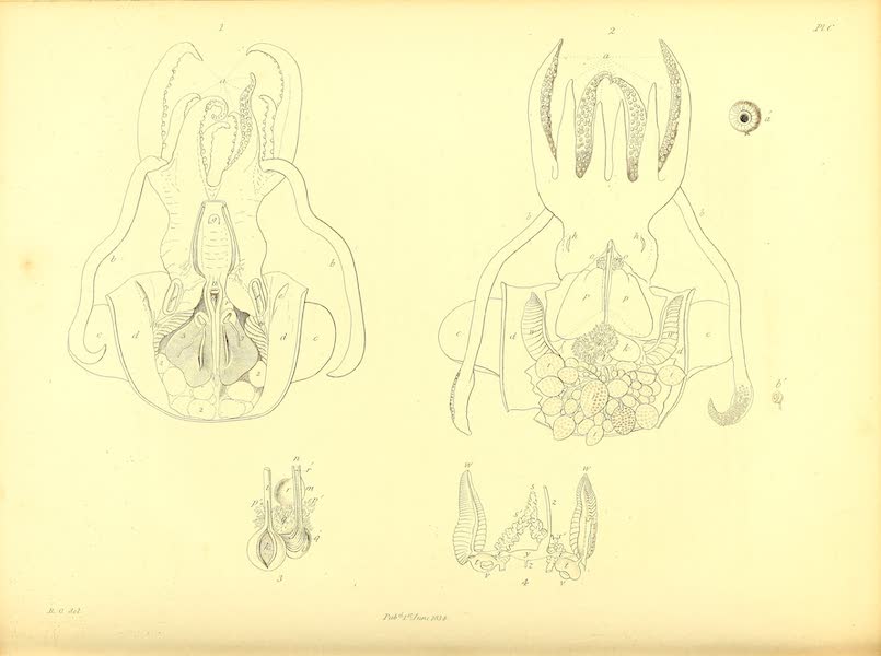 Narrative of a Second Voyage in Search of a North-West Passage Vol. 2 - Natural History Drawings I (1835)