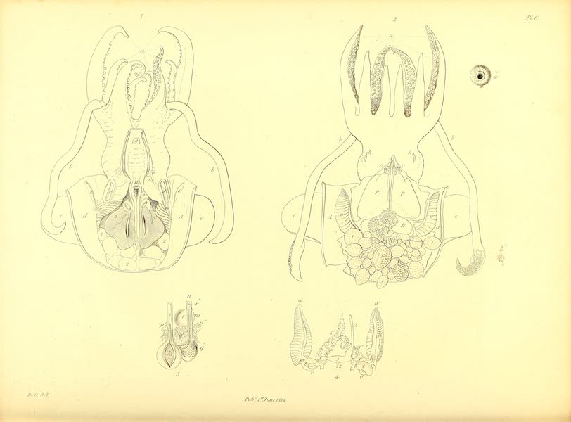 Narrative of a Second Voyage in Search of a North-West Passage Vol. 2 - Natural History Drawings II (1835)