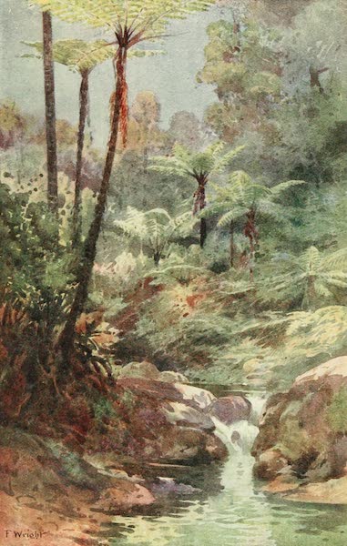 Tree Ferns