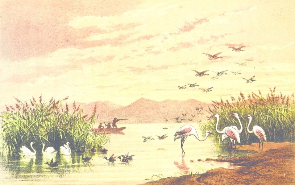 Notes in North Africa - Shooting Wild Ducks near Ain Mokra, Province of Constantine, Algeria (1862)