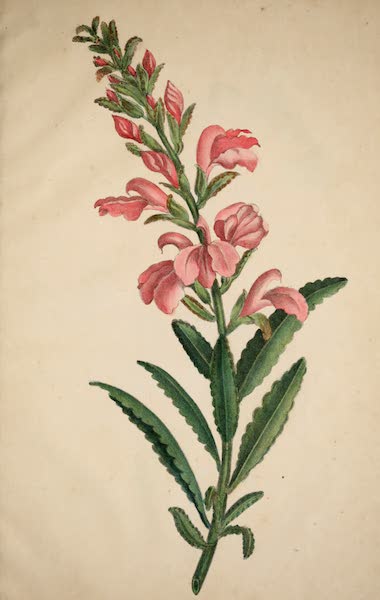 Observations on the Neilgherries - Pedicularis (1834)