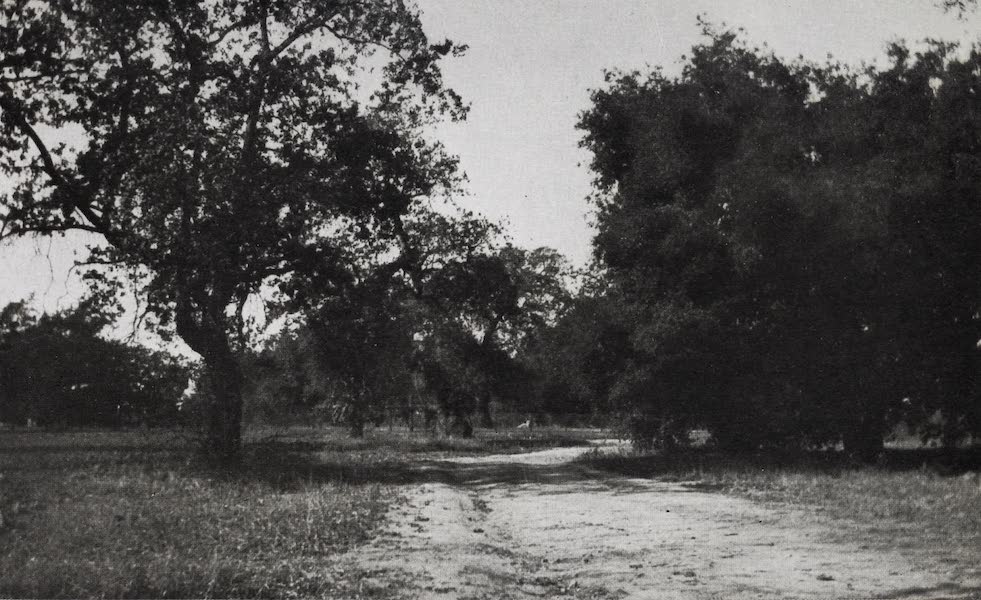 On Sunset Highways - The Baldwin Oaks (1915)