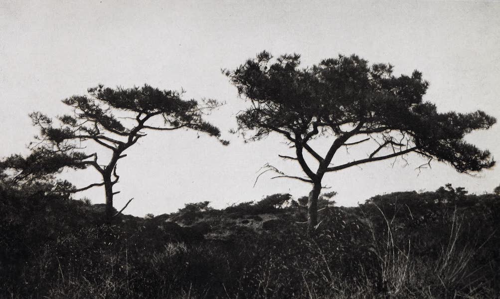On Sunset Highways - Torrey Pines, near La Jolla (1915)