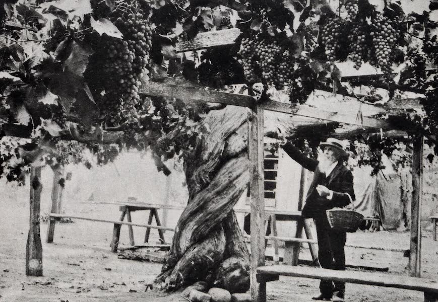 On Sunset Highways - Giant Grapevine near Carpinteria (1915)