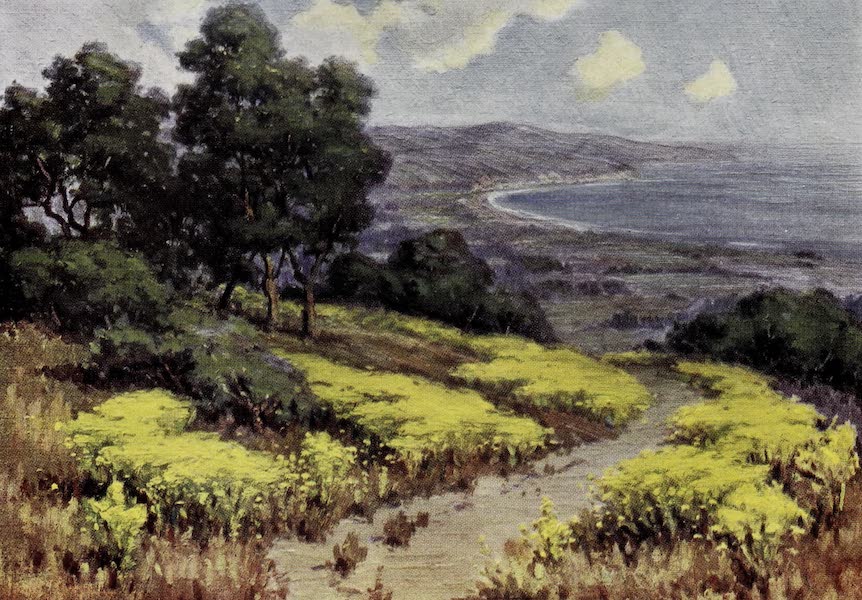 On Sunset Highways - Wild Mustard, Miramar (1915)