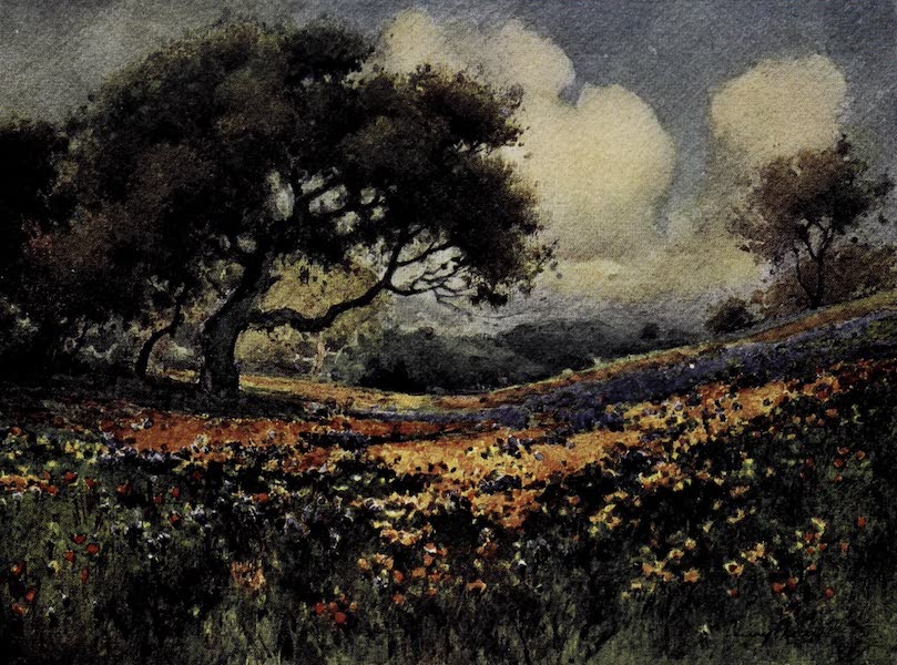 On Sunset Highways - Poppies and Lupines (1915)