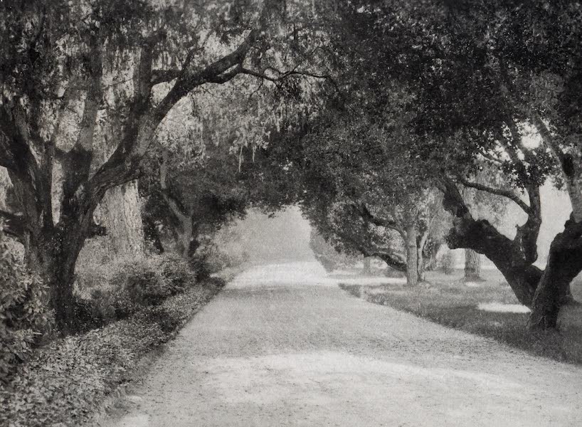 On Sunset Highways - Drive Through Grounds, Del Monte Hotel (1915)