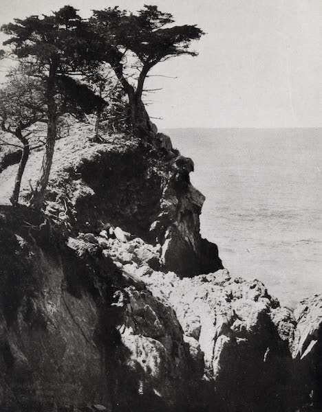 On Sunset Highways - Cypresses, Point Lobos (1915)