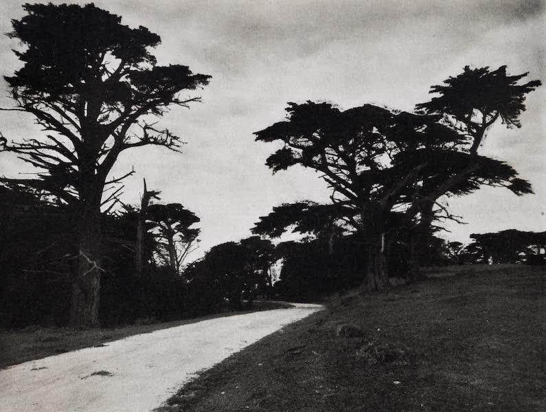 On Sunset Highways - Old Cypresses of the Seventeen-Mile Drive, Monterey (1915)