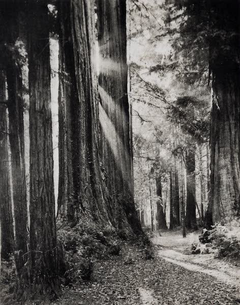 On Sunset Highways - Big Trees, Santa Cruz (1915)