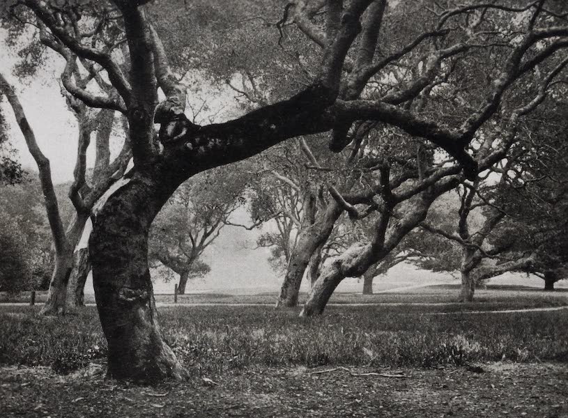 On Sunset Highways - Berkeley Oaks (1915)