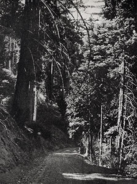 On Sunset Highways - Through Pines and Redwoods (1915)