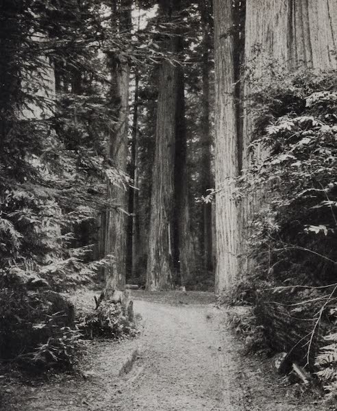 On Sunset Highways - A Road Through the Redwoods (1915)