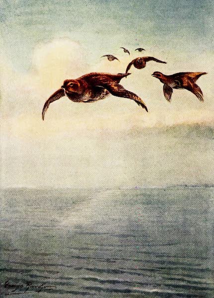 'A Fatal Mistake' - A Covey flying out to Sea