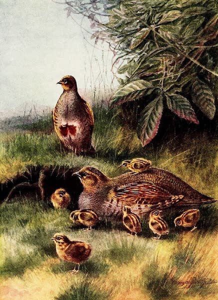 Partridge and Young