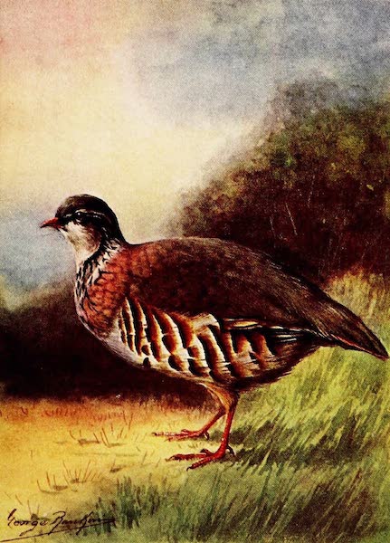 French Partridge