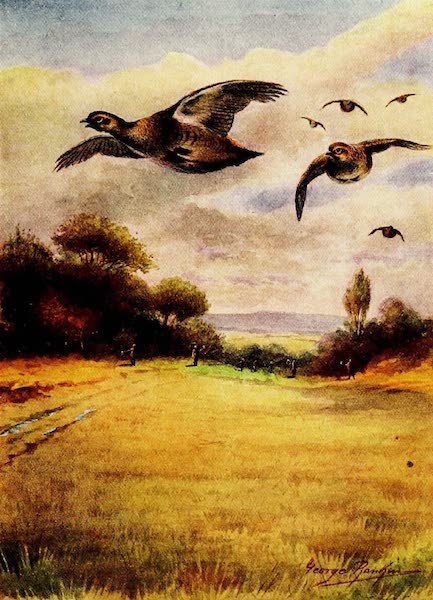 Partridges on Wing
