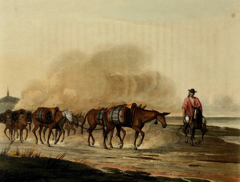 Picturesque Buenos Ayres & Monte Video - Convoy of Wine Mules (1820)