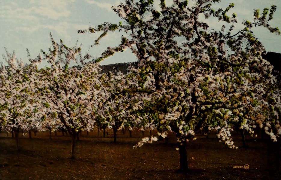 Apple Tree in Blossom, Okanagan Valley