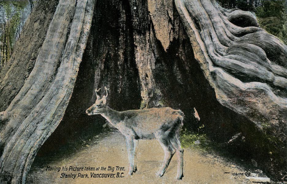 Picturesque Vancouver B.C. - Having his Picture taken at the Big Tree, Stanley Park (1911)