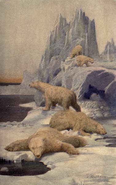 Icebergs And Polar Bears History Archive